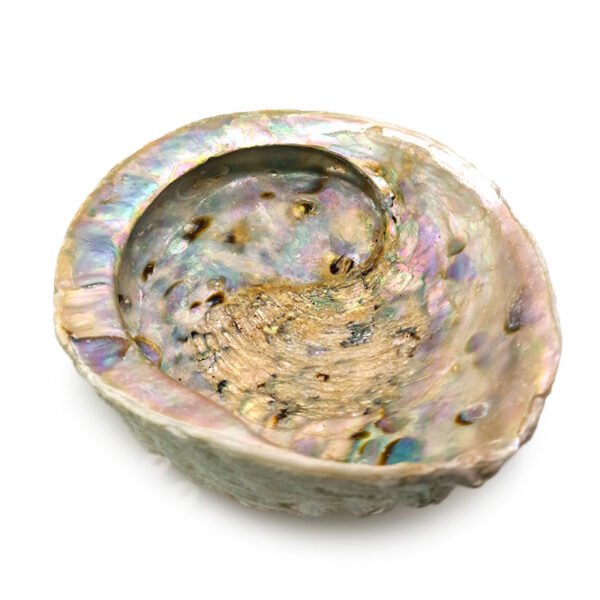 Coquille d'Abalone