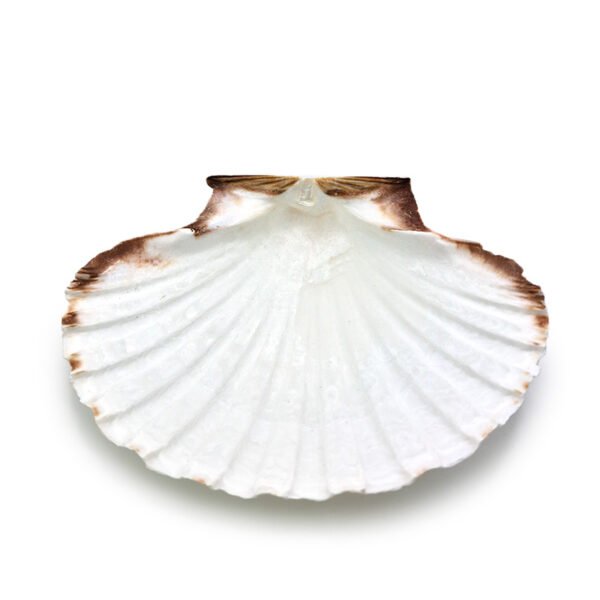 Coquille Saint Jacques