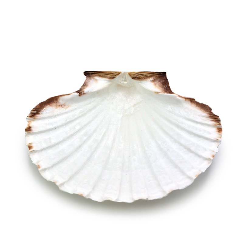 Parchemin (4 feuilles)