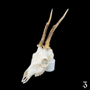 Crâne de chevreuil personnalisable n°3